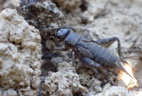 Eumodicogryllus bordigalensis bordigalensis